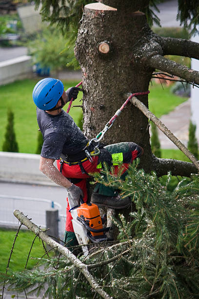 Lawn Watering Services in Asotin, WA