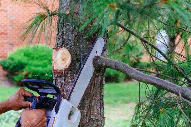 Best Stump Grinding and Removal  in Asotin, WA